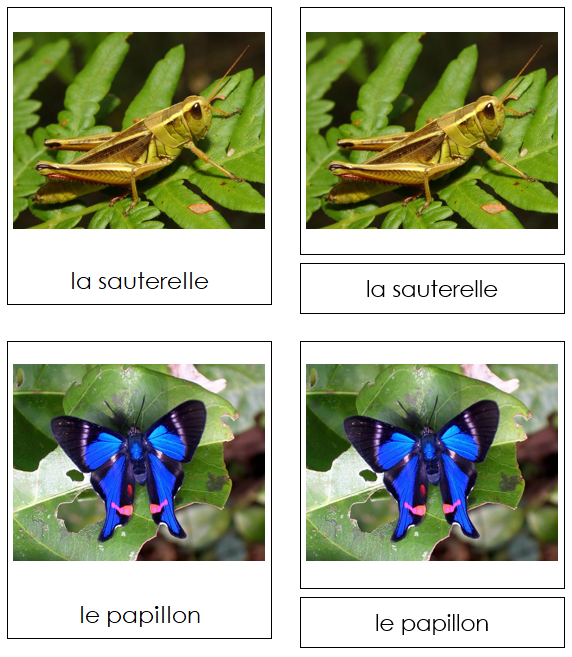 French - Insects - Les cartes insectes - Montessori Print Shop Digital Download