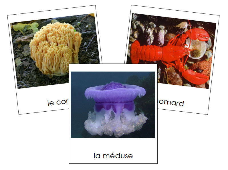 French - Marine Invertebrates - Les cartes invertébrés marins - Montessori Print Shop Digital Download