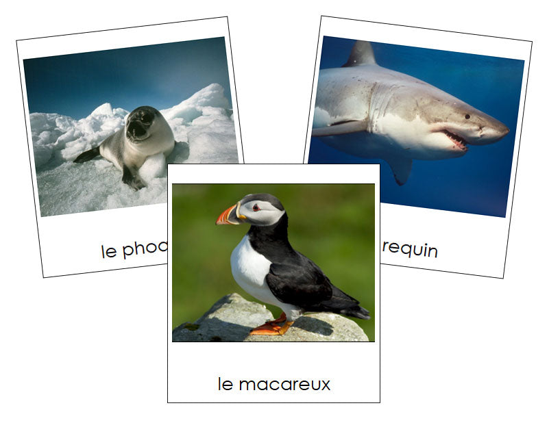 French - Marine Life - Les cartes de la vie marine - Montessori Print Shop Digital Download