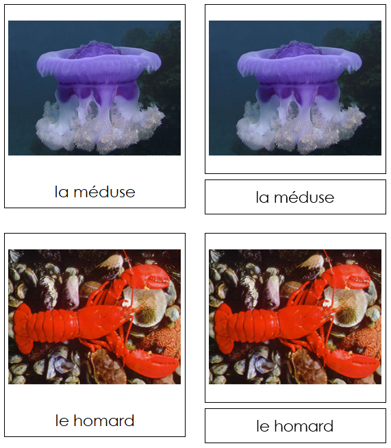 French - Marine Invertebrates - Les cartes invertébrés marins - Montessori Print Shop Digital Download