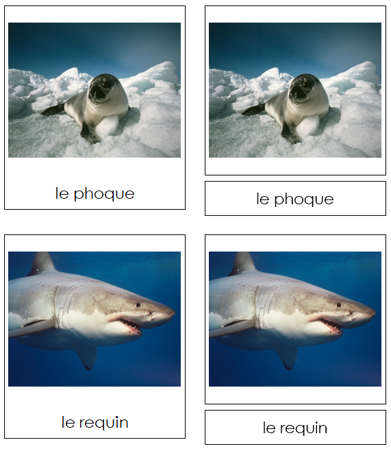 French - Marine Life - Les cartes de la vie marine - Montessori Print Shop Digital Download