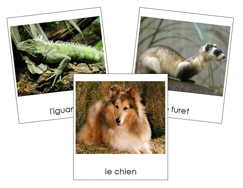 French - Pets - Les animaux familiers - Montessori Print Shop Digital Download