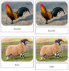 Farm Safari Toob Cards - Montessori Print Shop