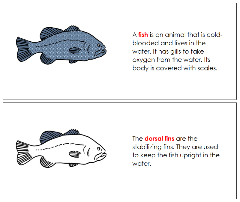 Montessori Fish Nomenclature Book - Montessori Print Shop Digital Download