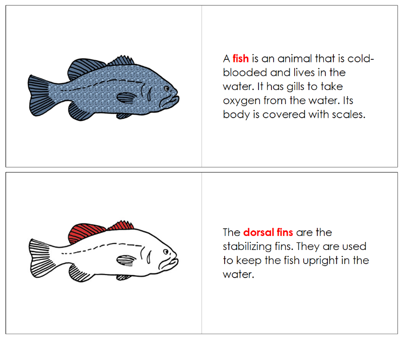 Montessori Fish Nomenclature Book - Montessori Print Shop Digital Download