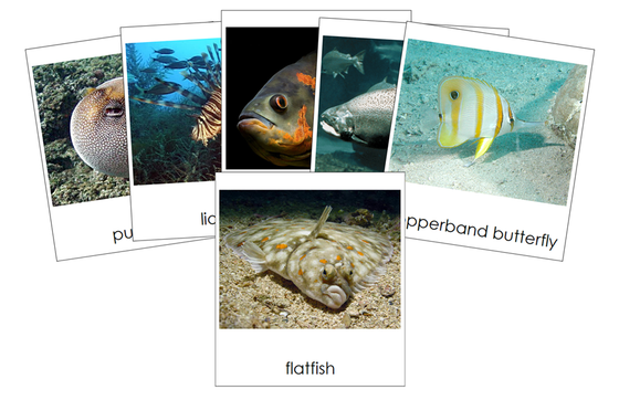 Types of Fish 3-Part Cards - Montessori Print Shop Digital Download