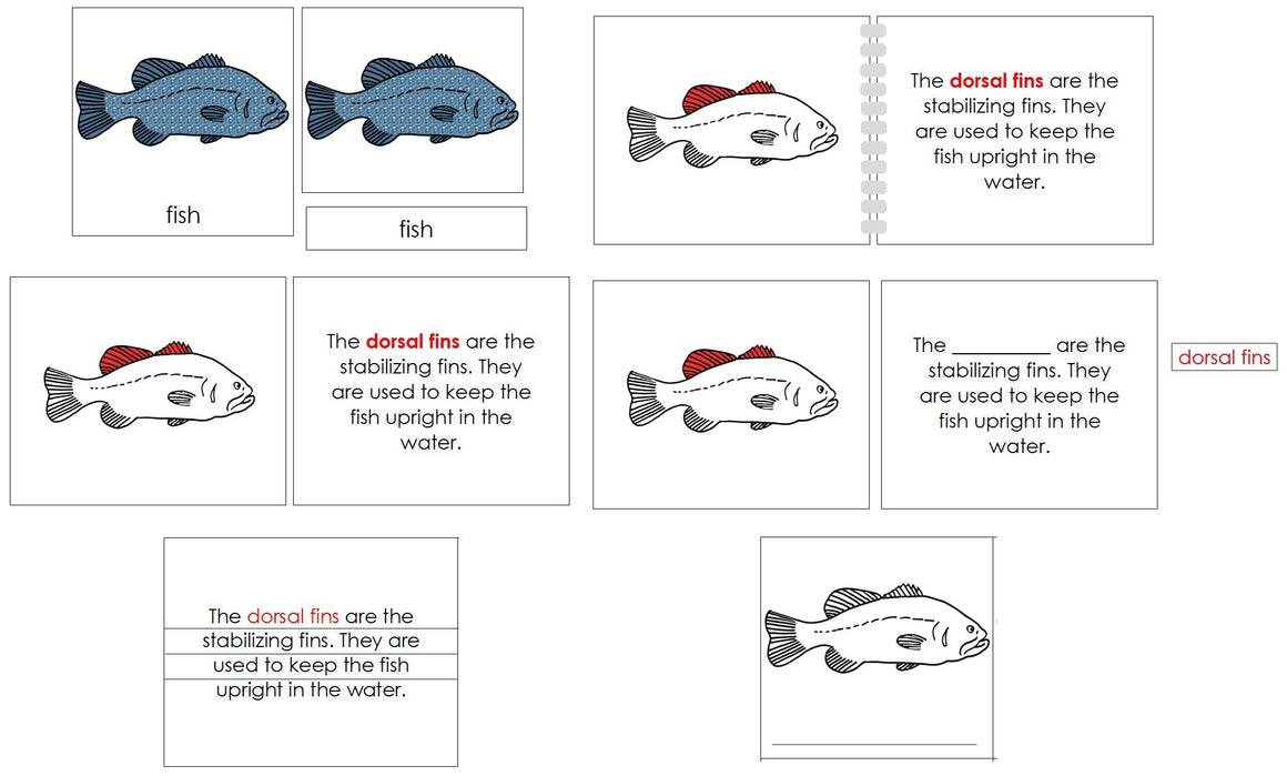 Fish Definition Set - Montessori Print Shop nomenclature