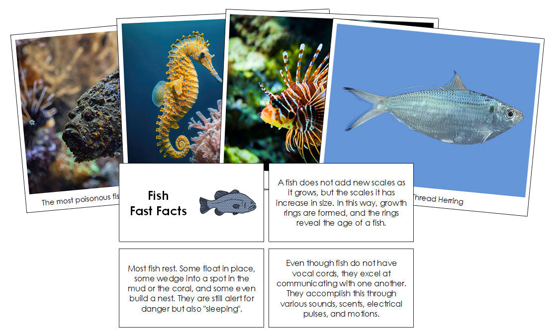 Fish Fast Facts & Pictures - Montessori Print Shop