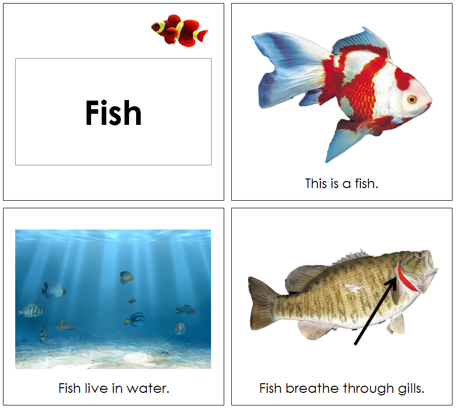 Fish Book - Toddler - Montessori Print Shop Digital Download