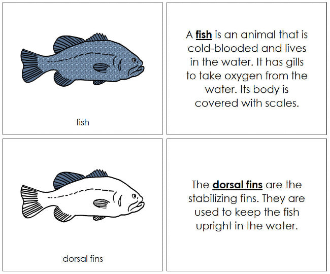Parts of the Fish Nomenclature Book - Montessori Print Shop Digital Download