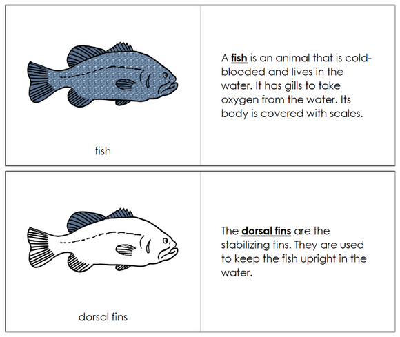 Parts of a Fish Nomenclature Book - Montessori Print Shop Digital Download