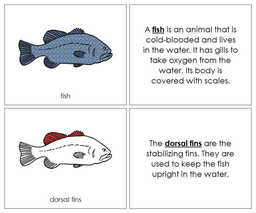 Montessori Fish 3-Part Nomenclature Book - Montessori Print Shop Digital Download