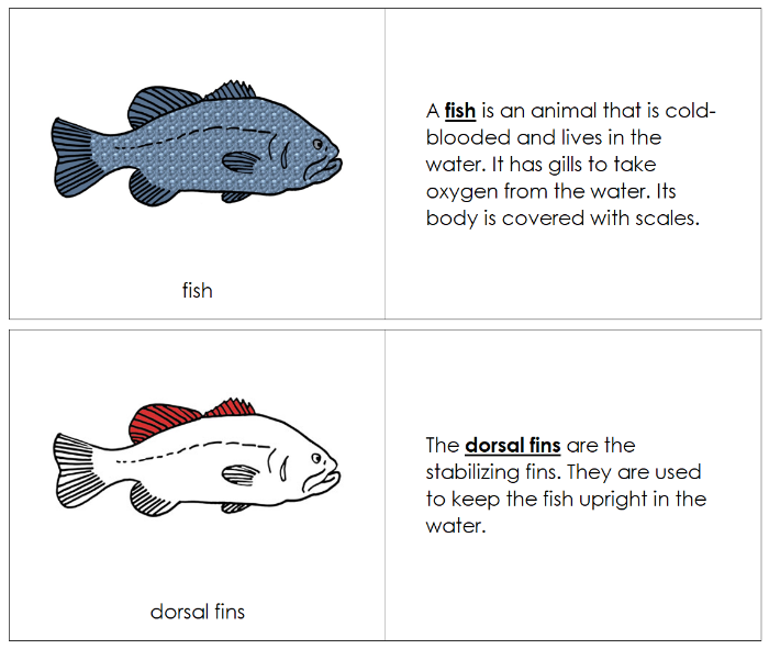 Parts of a Fish Nomenclature Book (red) - Montessori Print Shop Digital Download