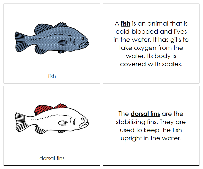 Parts of a Fish Nomenclature Book (red) - Montessori Print Shop