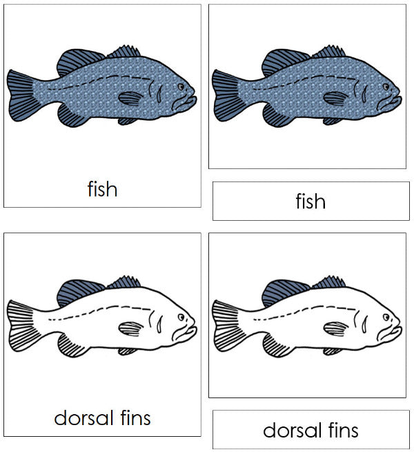 Parts of a Fish Nomenclature 3-Part Cards - Montessori Print Shop Digital Download