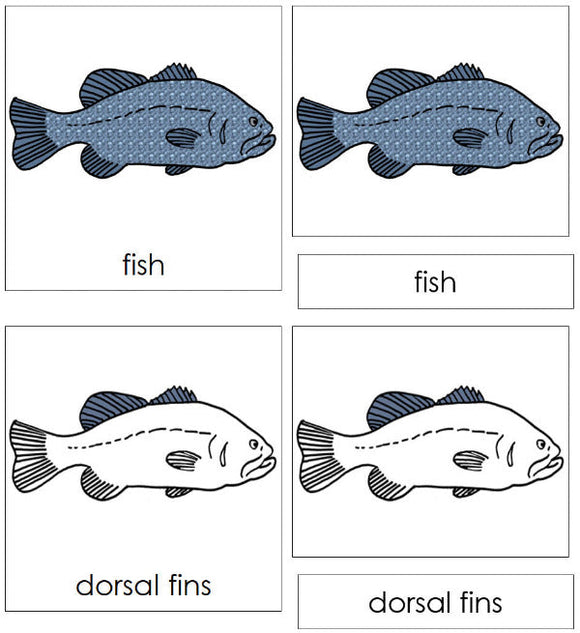 Parts of a Fish 3-Part Nomenclature  Cards - Montessori Print Shop Digital Download
