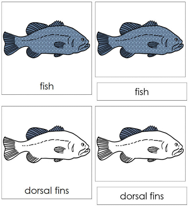Parts of the Fish 3-Part Nomenclature Cards - Montessori Print Shop Digital Download