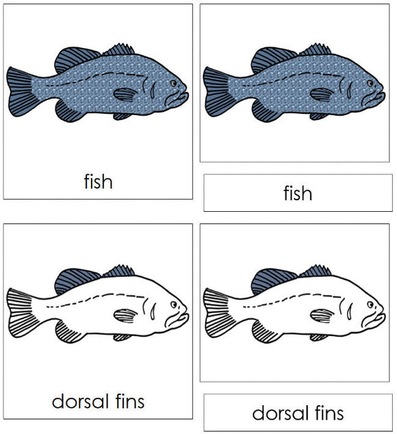 Montessori Fish Nomenclature Definition Set - Montessori Print Shop Digital Download