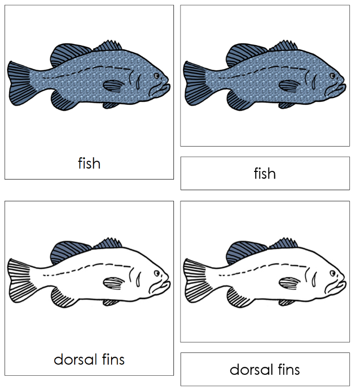 Parts of a Fish Nomenclature Cards - Montessori Print Shop Digital Download