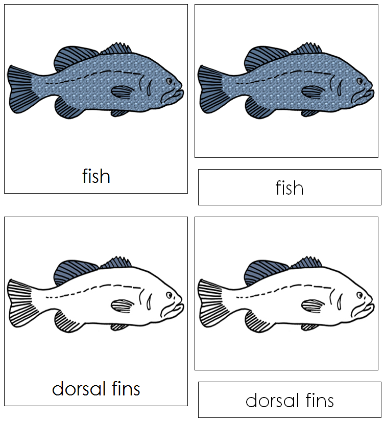 Parts of a Fish Nomenclature Cards - Montessori Print Shop Digital Download
