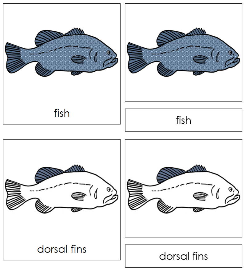 Montessori Fish Nomenclature Cards - Montessori Print Shop Digital Download