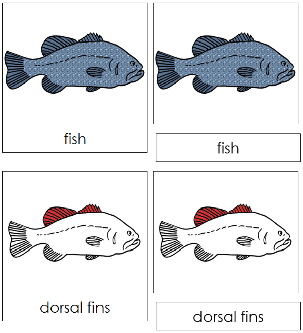 Parts of a Fish 3-Part Nomenclature Cards (red) - Montessori Print Shop Digital Download