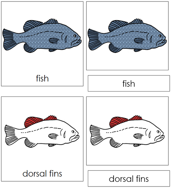 Fish Nomenclature Cards (red) - Montessori Print Shop