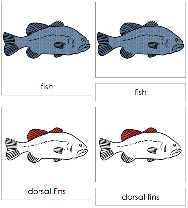 Montessori Fish 3-Part Nomenclature Cards - Montessori Print Shop Digital Download