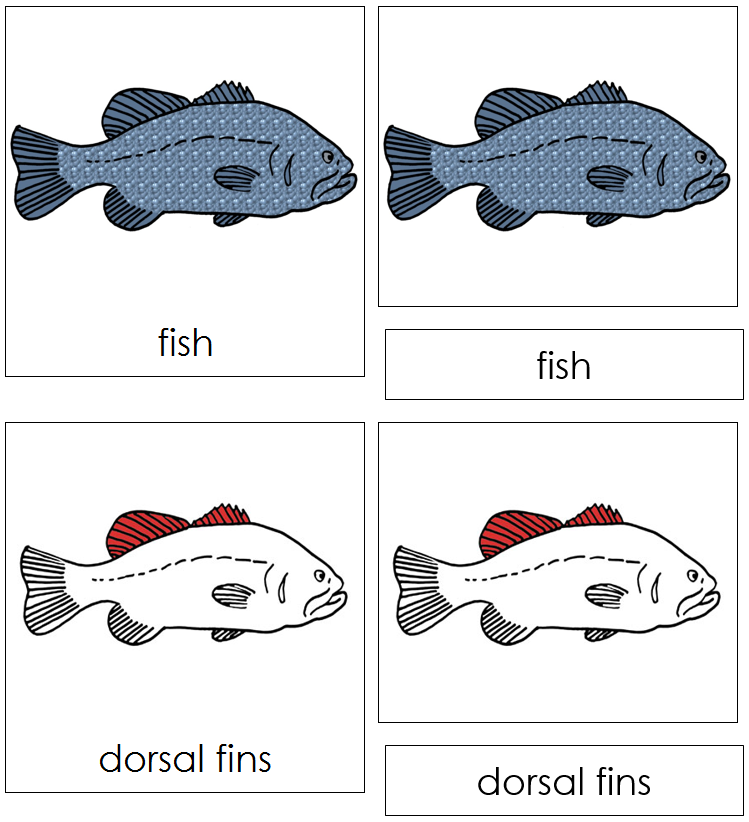 Parts of a Fish Nomenclature Cards (red) - Montessori Print Shop Digital Download