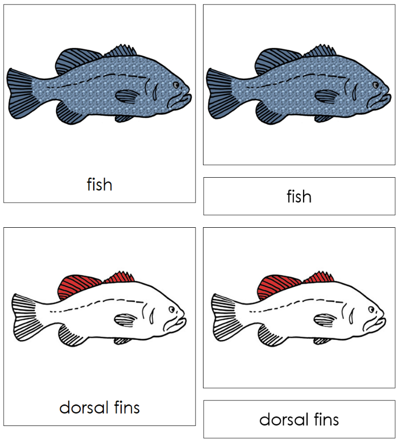 Montessori Fish Nomenclature Book - Montessori Print Shop Digital Download