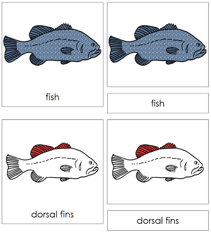Parts of Fish Nomenclature Cards - Montessori Print Shop Digital Download