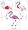 Flamingo Nomenclature Cards (red) - Montessori Print Shop