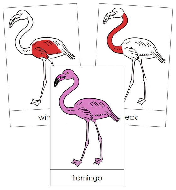 Flamingo Nomenclature Cards (red) - Montessori Print Shop