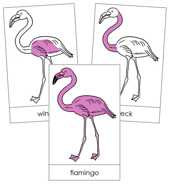 Flamingo Nomenclature Cards - Montessori Print Shop