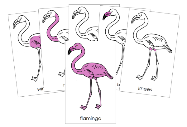 Parts of a Flamingo Nomenclature 3-Part Cards and Blackline Master - Montessori Print Shop Digital Download
