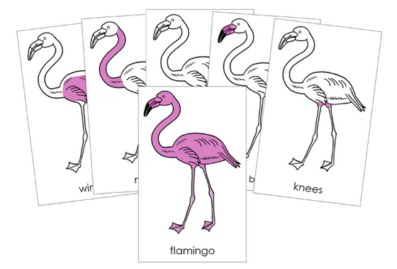Parts of a Flamingo Nomenclature 3-Part Cards and Blackline Master - Montessori Print Shop Digital Download