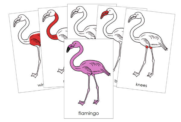 Parts of a Flamingo 3-Part Nomenclature Cards (red) and Blackline Master - Montessori Print Shop Digital Download