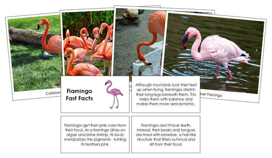 Flamingos Fast Facts & Pictures - Montessori Print Shop