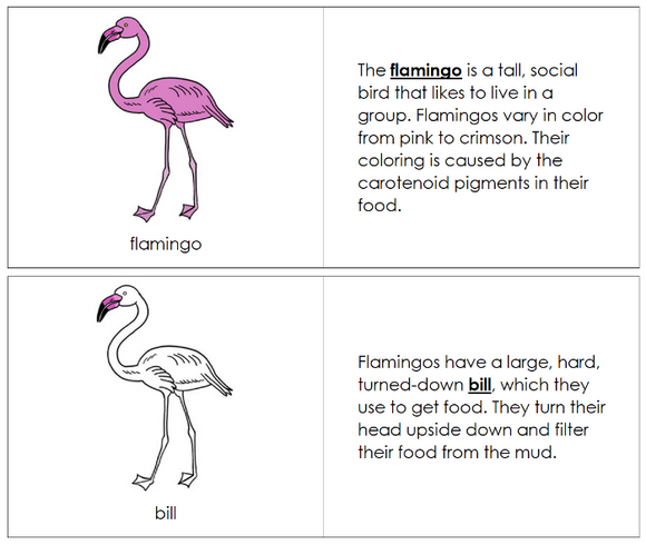 Parts of a  Flamingo Nomenclature Book - Montessori Print Shop Digita