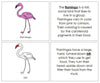 Parts of a Flamingo Nomenclature Book (red) - Montessori Print Shop