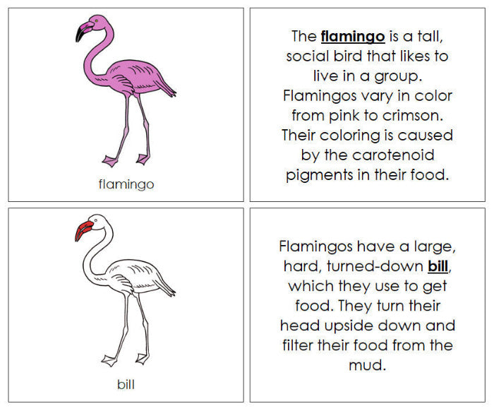 Parts of a Flamingo Nomenclature Book (red) - Montessori Print Shop Digital Download