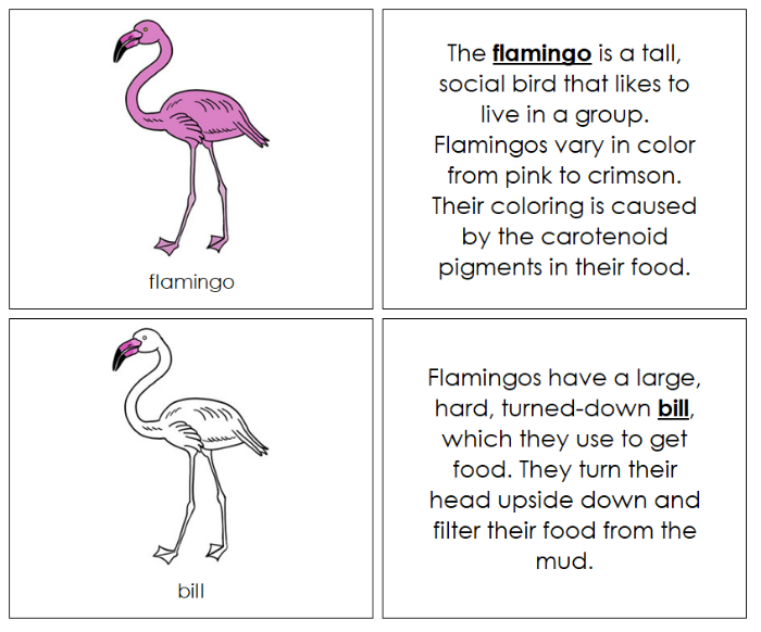 Parts of a  Flamingo Nomenclature Book - Montessori Print Shop Digital Download