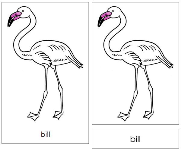 Parts of a Flamingo Nomenclature 3-Part Cards and Blackline Master - Montessori Print Shop Digital Download