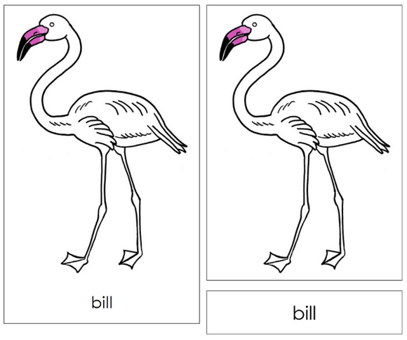 Parts of a Flamingo Nomenclature 3-Part Cards and Blackline Master - Montessori Print Shop Digital Download