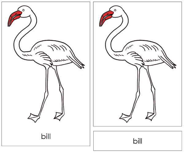 Parts of a Flamingo 3-Part Nomenclature Cards (red) and Blackline Master - Montessori Print Shop Digital Download