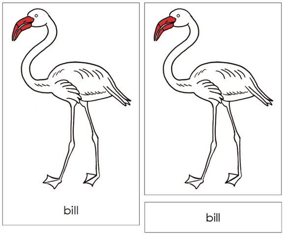Parts of a Flamingo 3-Part Nomenclature Cards (red) and Blackline Master - Montessori Print Shop Digital Download