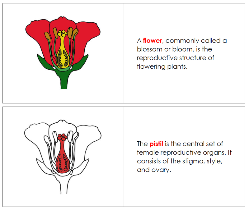 Montessori Flower Nomenclature Book - Montessori Print Shop Digital Download