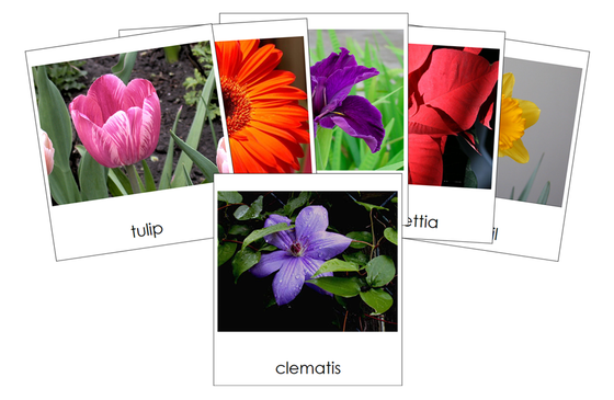Types of Flowers 3-Part Cards (Set 1) - Montessori Print Shop Digital Download