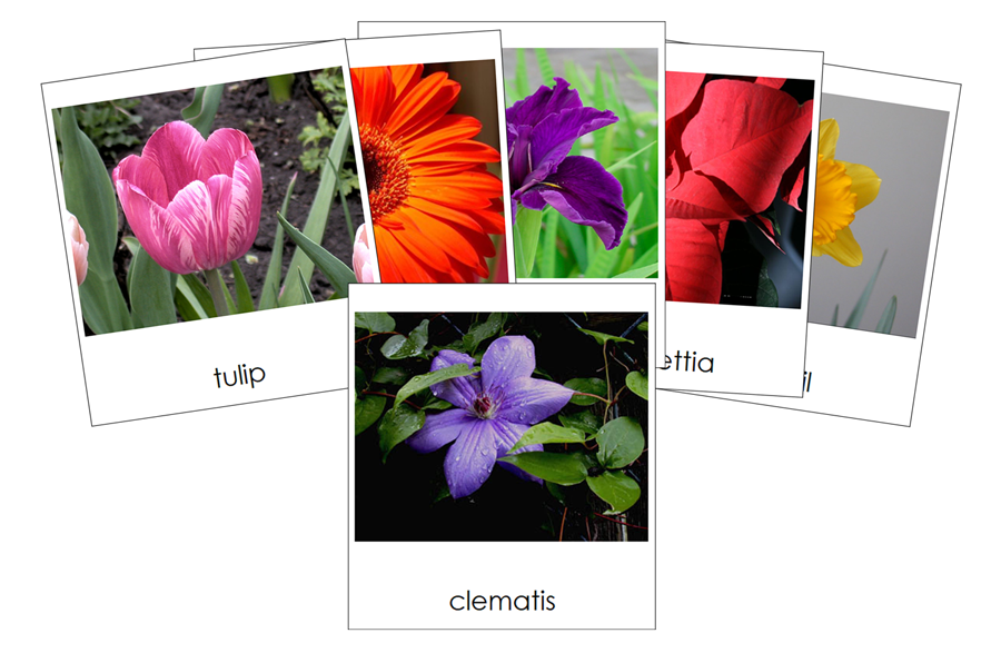 Types of Flowers 3-Part Cards (Set 1) - Montessori Print Shop Digital Download