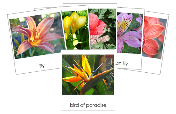 Types of Flowers 3-Part Cards (Set 2) - Montessori Print Shop Digital Download